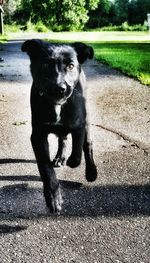 Portrait of black dog on grass