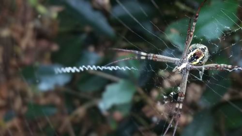 Close-up of spider web