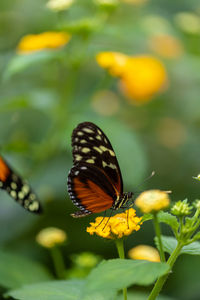 Close-up of butterfly pollinating on flower