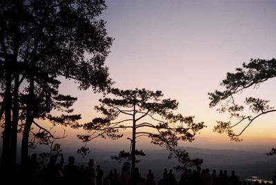 Low angle view of silhouette trees against sky during sunset