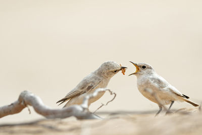 Two birds desert wheat oenanthe deserti  namibia africa the mother bird feeds her little one