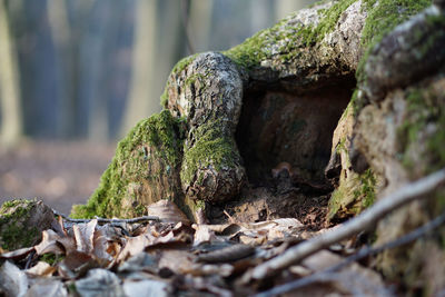 Close-up of mushrooms on rock