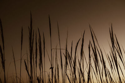 Close-up of stalks against sky during sunset