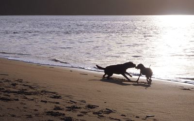 Silhouette dog on beach against sky during sunset