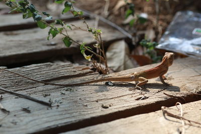 Close-up of a lizard on wood