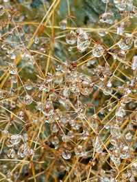 Close-up of spider web on plant