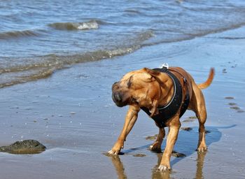 Dog on beach