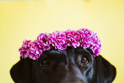 Black labrador dog wearing a crown of flowers over yellow background. spring or summer concept