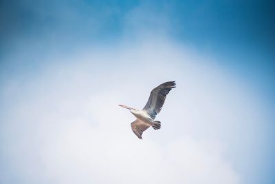 Low angle view of seagull flying