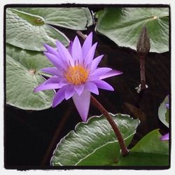 Close-up of lotus water lily in pond