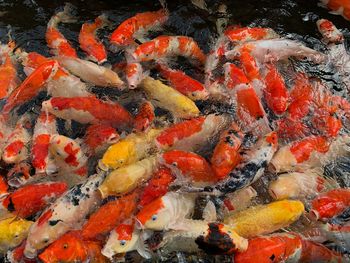 High angle view of koi carps swimming in pond