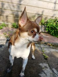 High angle view of a dog looking away