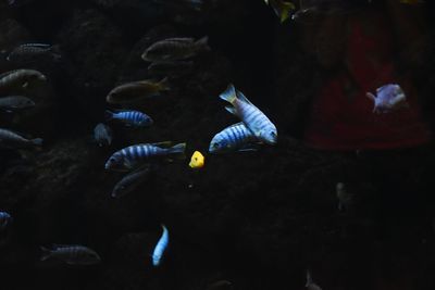 Close-up of fish swimming in sea