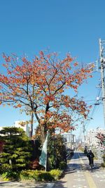 Tree against clear blue sky