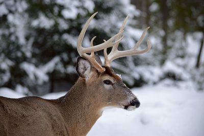 Close-up of deer on snow covered field
