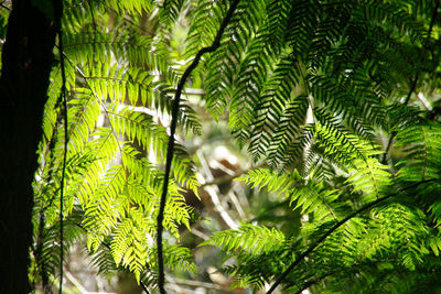 Close-up of pine tree leaves