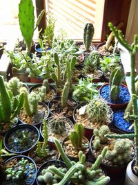 Close-up of succulent plants in pot