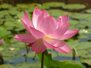 Close-up of pink lotus in lake