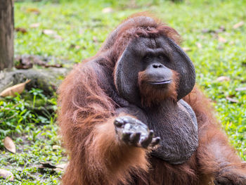 Close-up portrait of monkey