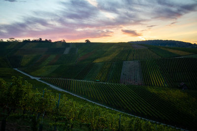 Scenic view of vineyard against sky during sunset