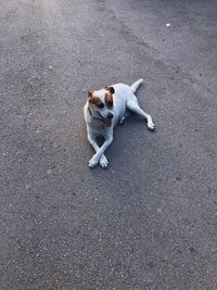 High angle view of dog on road