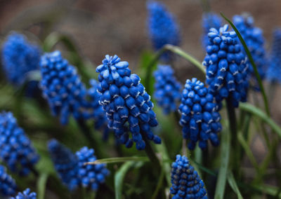 Close-up of blue berries on plant