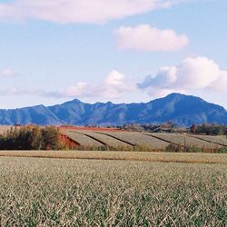 Scenic view of field against sky