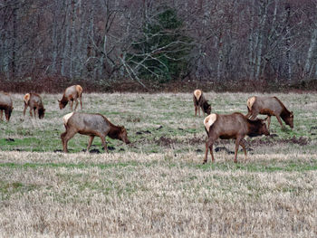 Flock of sheep in a farm
