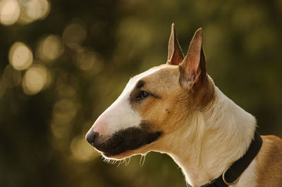 Close-up of dog outdoors