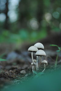 Close-up of mushroom growing on field