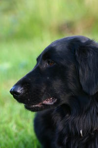 Close-up of black dog