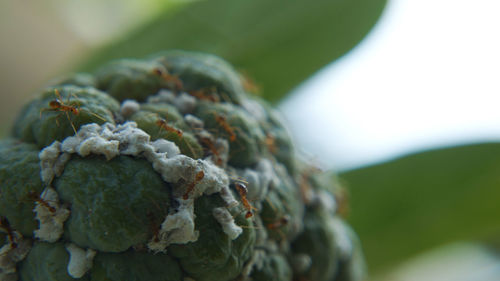 Close-up of fruit growing on plant