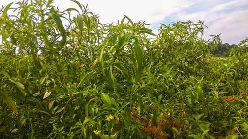 Crops growing on field against sky