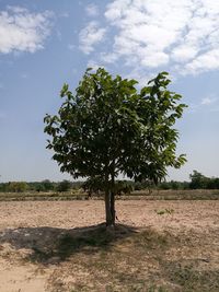 Tree on field against sky