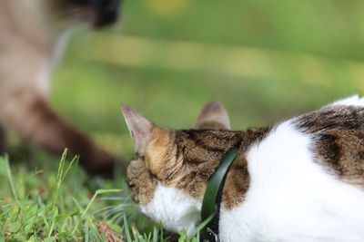 Close-up of a cat