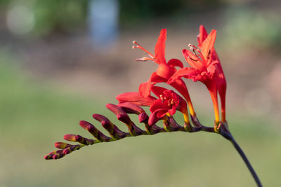 Close up of a valentine flower in bloom