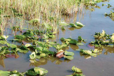 Water lily in lake