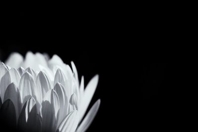 Close-up of flower over black background