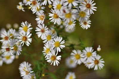 Close-up of flowers blooming outdoors