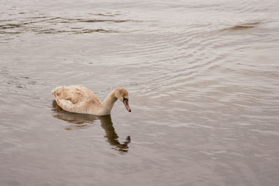 A young swan swims on the water off the coast.