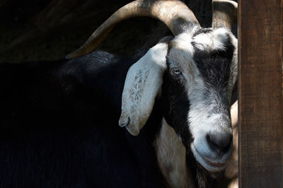 Close-up of cow