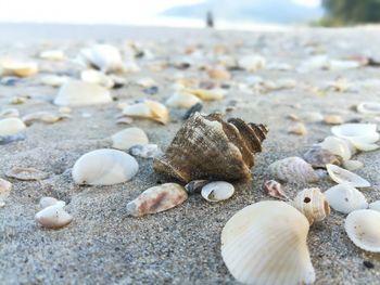 Close-up of seashells on beach