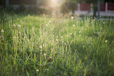 Close-up of grass on field