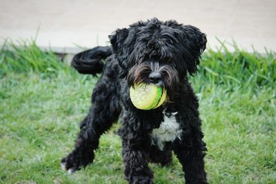 Dog on grassy field