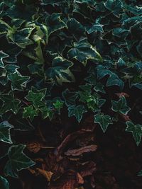 High angle view of leaves on field