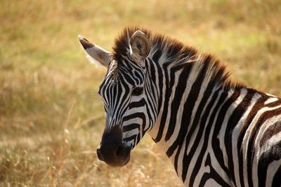 Zebras in a field