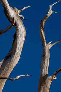 Low angle view of dead tree against clear blue sky