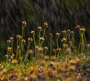 Close-up of flowering plants on field