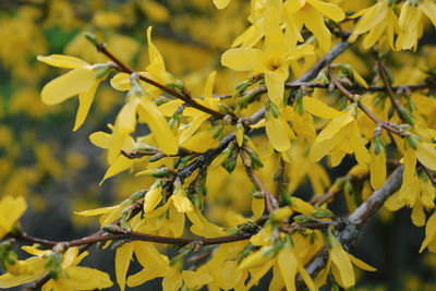 Close-up of yellow leaves on branch