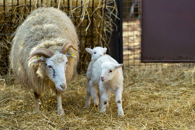 Sheep in a field